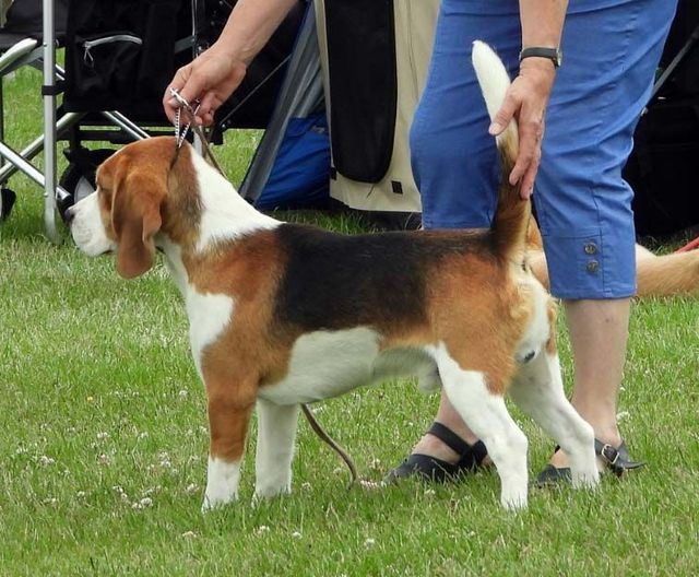 Field trial champion hot sale beagles for sale